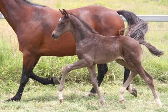 Warmblood dressage colt by De Niro and out of the imported Farewell III mare, Fidelity. Bred by Kate Wilson at Davrol, Toowoomba, Australia.