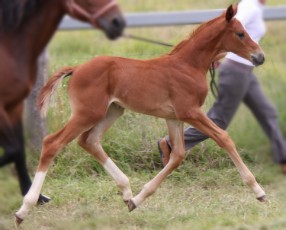 Warmblood dressage filly by De Niro and out of the imported mare by Swarovski. Bred by Kate Wilson at Davrol, Toowoomba, Queensland, Australia