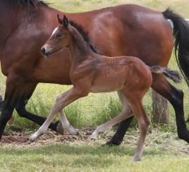 Warmblood dressage horse by Danone II and out of a Contango II mare. Born at Davrol in Toowoomba, Queensland, Australia.