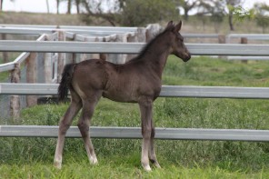 De Niro, Fidelity, Farewell III, Welt Hit II, davrol, dressage, performance horse, Kate Wilson